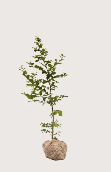 Avenbok häck Budgetpack med rotklump 120-160cm - Ger omedelbar insynsskydd
