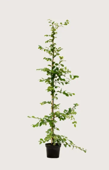 Avenbok häck Budgetpack i kruka 200-240cm - Ger omedelbar insynsskydd