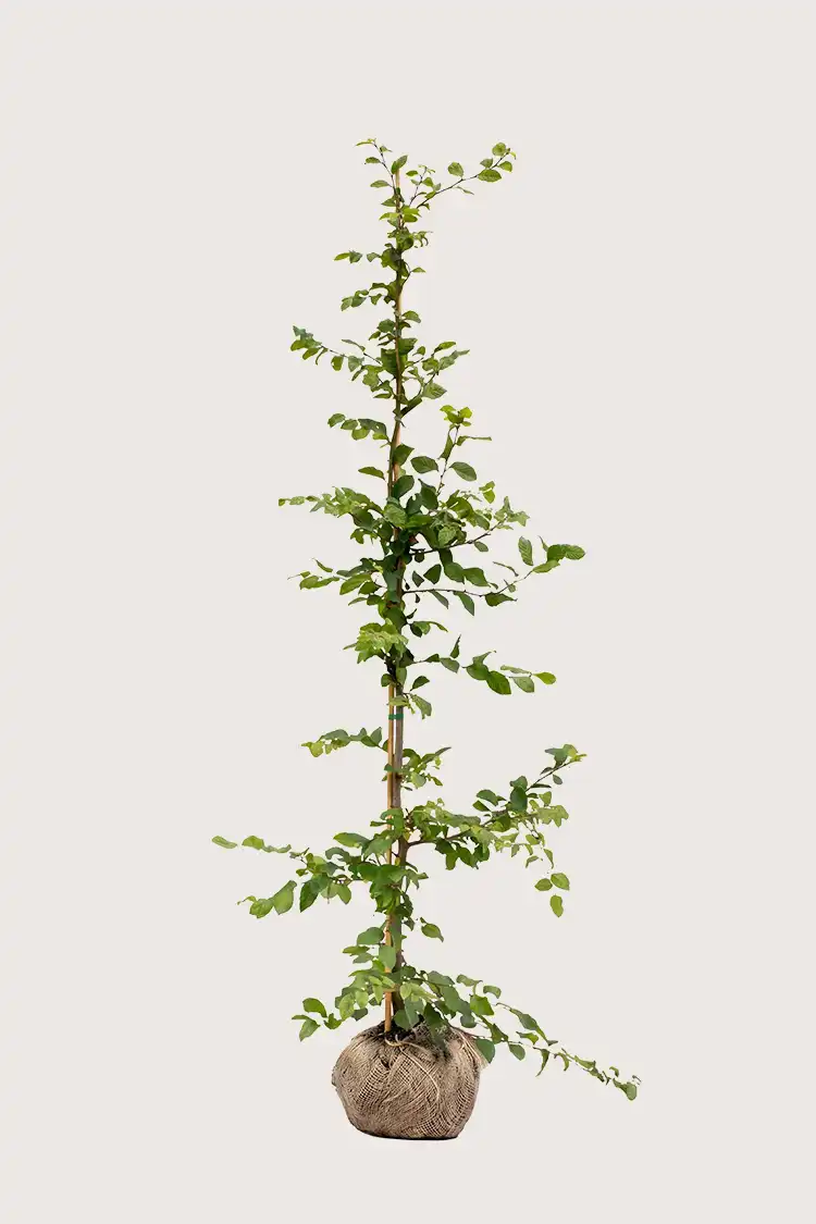 Avenbok häck Budgetpack med rotklump 200-240cm - Ger omedelbar insynsskydd