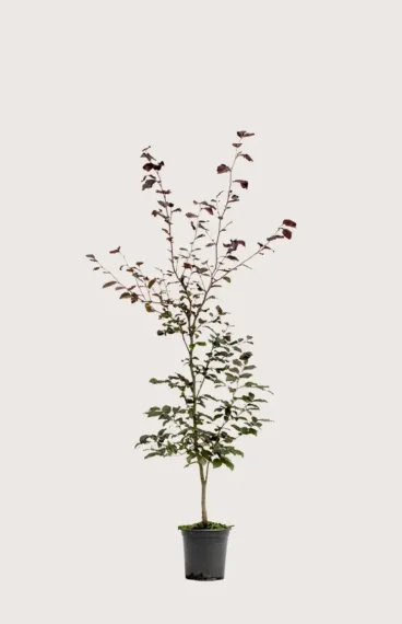 Blodbok häck Budgetpack i kruka 120-160cm - Ger omedelbar insynsskydd