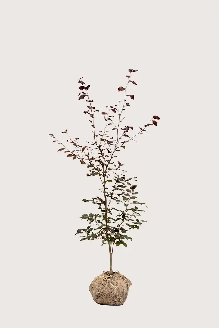 Blodbok häck Budgetpack med rotklump 120-160cm - Ger omedelbar insynsskydd