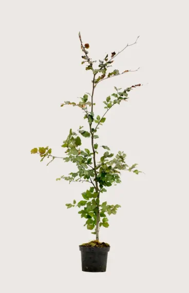 Blodbok häck Budgetpack i kruka 200-240cm - Ger omedelbar insynsskydd