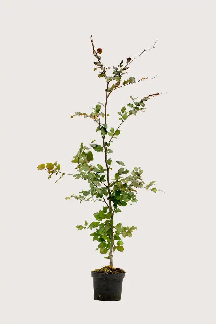 Blodbok häck Budgetpack i kruka 200-240cm - Ger omedelbar insynsskydd