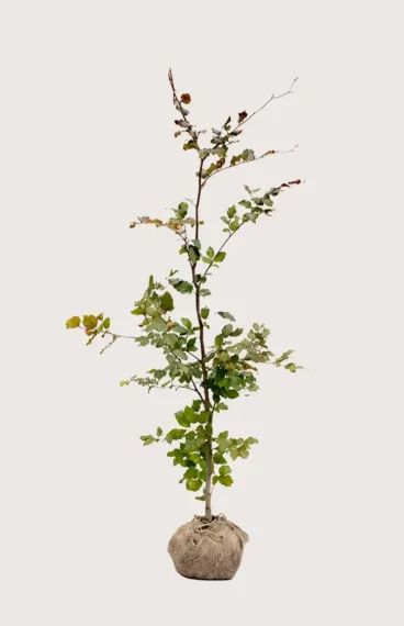 Blodbok häck Budgetpack med rotklump 200-240cm - Ger omedelbar insynsskydd
