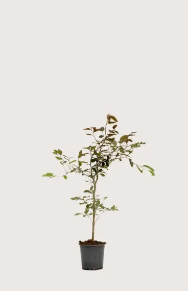 Blodbok häck Budgetpack i kruka 40-80cm - Ger omedelbar insynsskydd