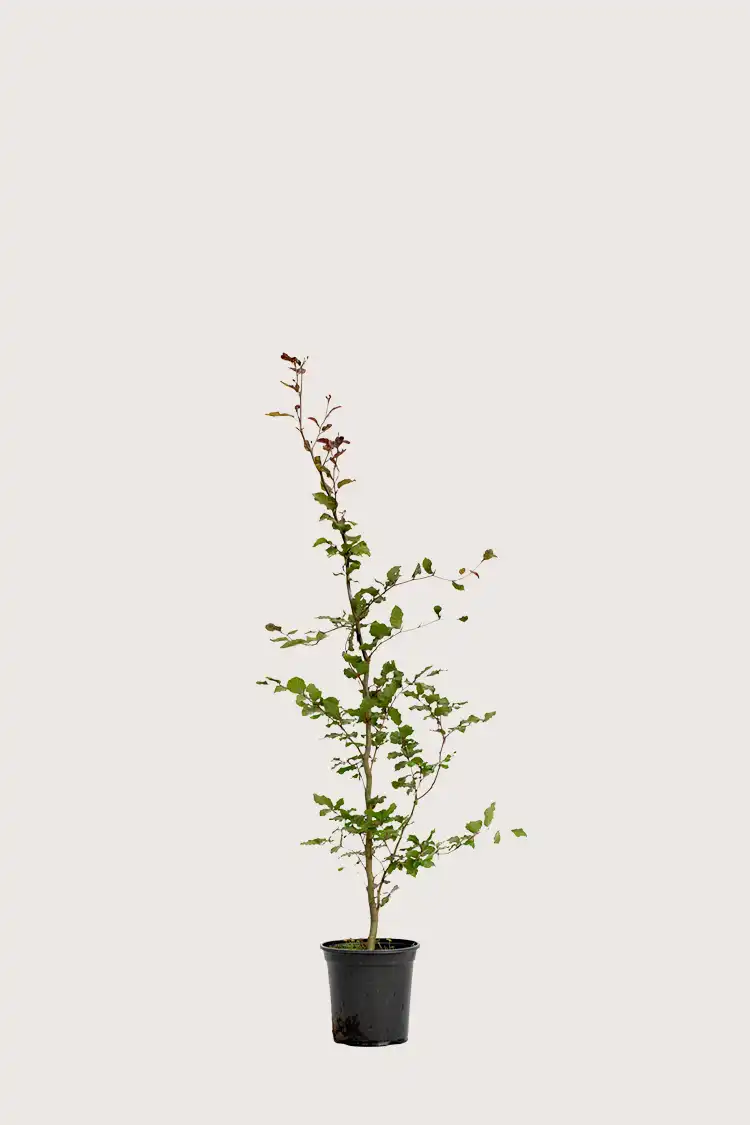 Blodbok häck Budgetpack i kruka 80-120cm - Ger omedelbar insynsskydd