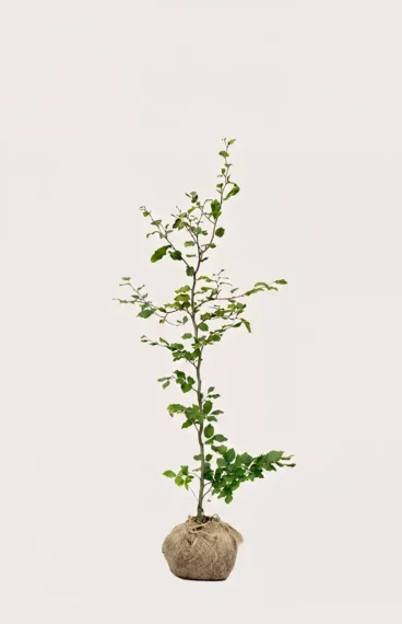 Vanlig Bok häck Budgetpack med rotklump 120-160cm - Ger omedelbar insynsskydd
