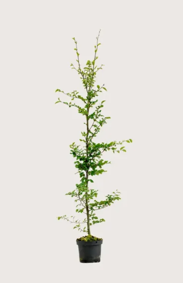Vanlig Bok häck Budgetpack i kruka 200-240cm - Ger omedelbar insynsskydd