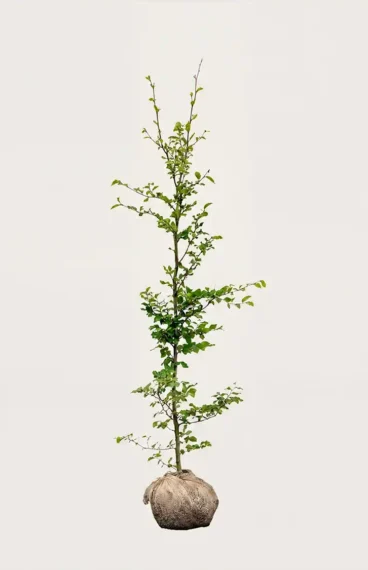 Vanlig Bok häck Budgetpack med rotklump 200-240cm - Ger omedelbar insynsskydd