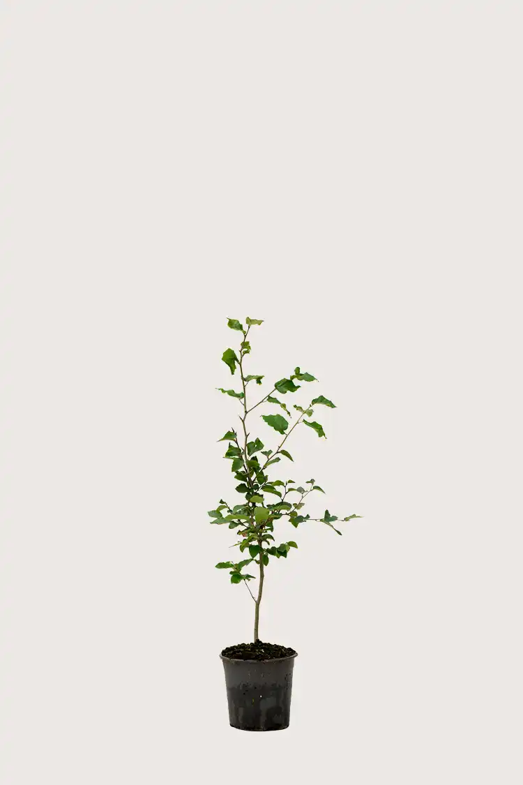 Vanlig Bok häck Budgetpack i kruka 40-80cm - Ger omedelbar insynsskydd