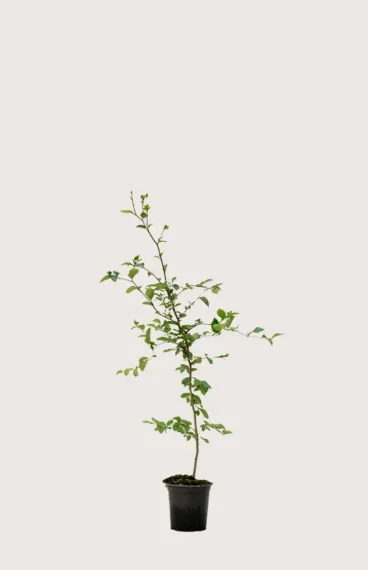 Vanlig Bok häck Budgetpack i kruka 80-120cm - Ger omedelbar insynsskydd