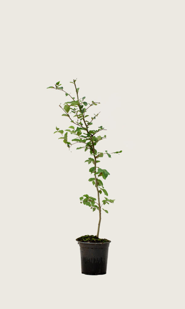 Vanlig bok 100-130cm