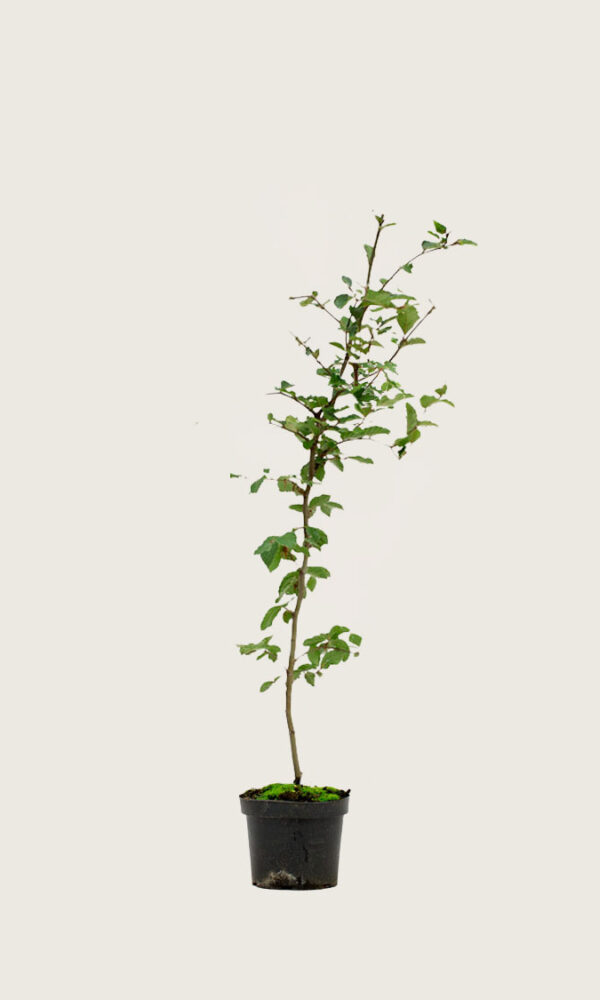 Vanlig bok 130-160cm