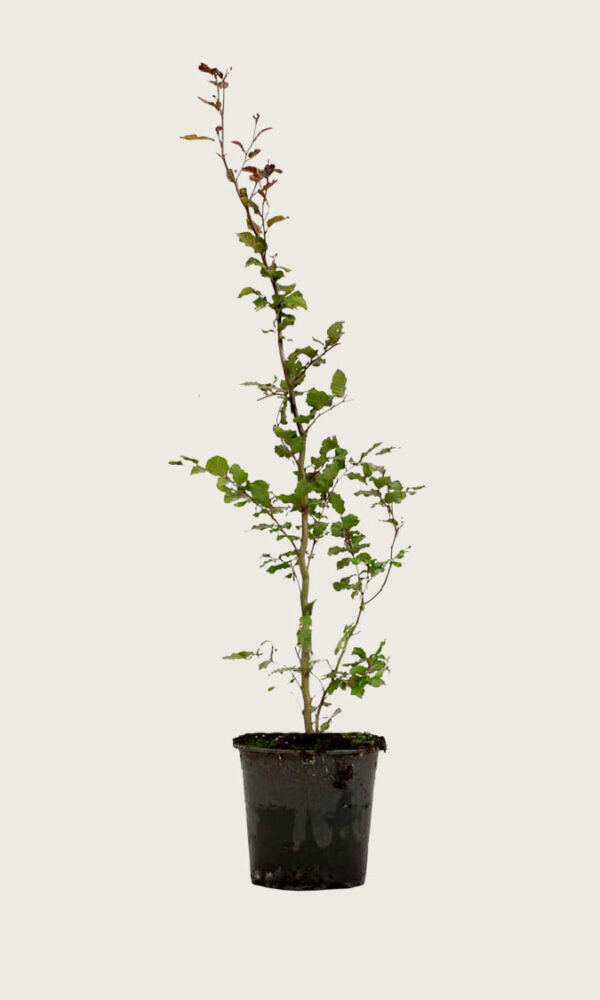 Vanlig bok 160-190cm
