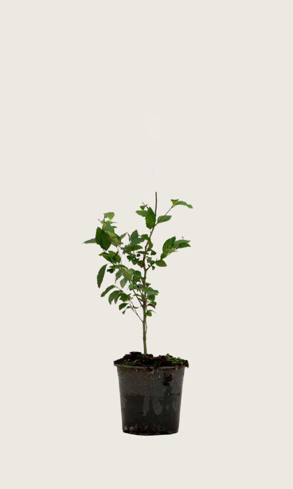 Vanlig bok 40-70cm