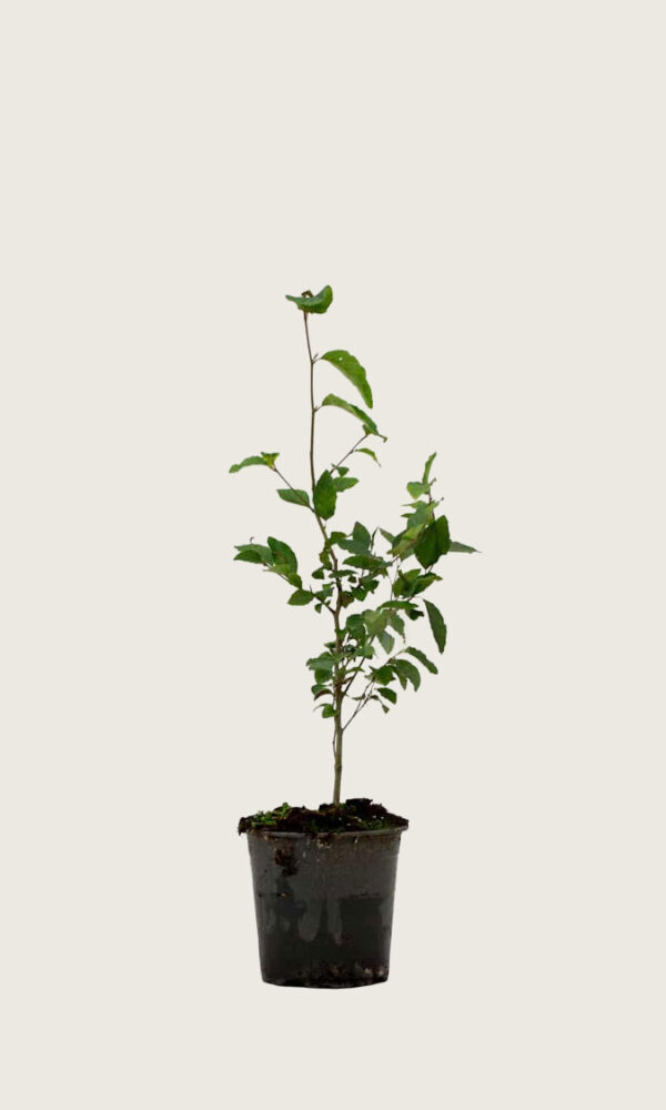 Vanlig bok 70-100cm