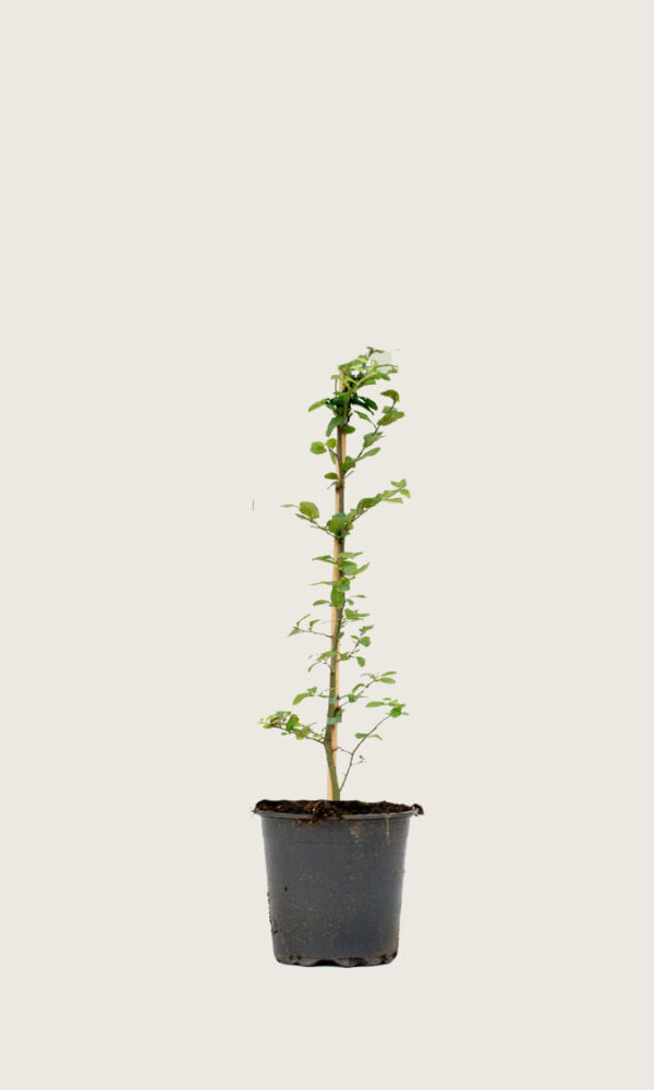 Avenbok 100-130cm