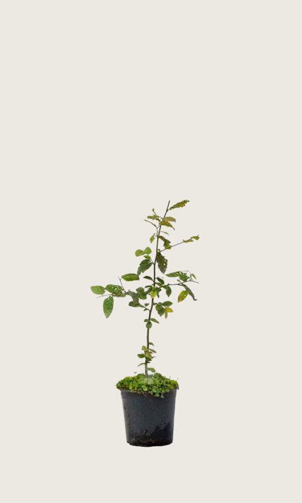 Avenbok 40-70cm