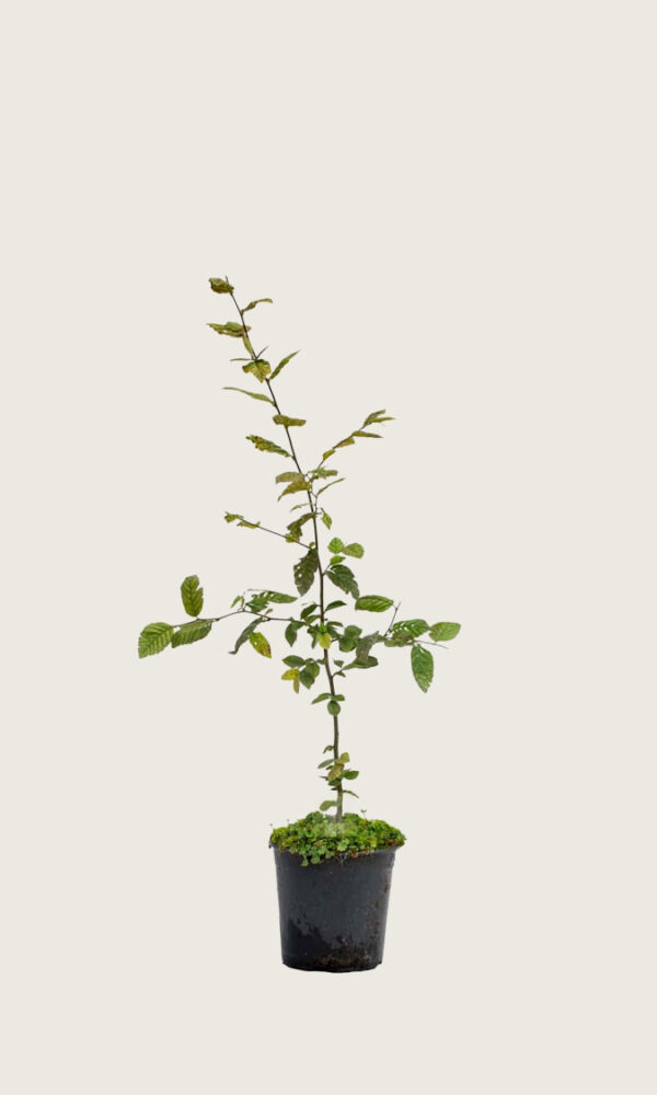 Avenbok 70-100cm
