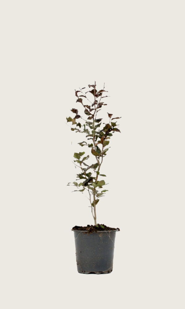 Blodbok 100-130cm