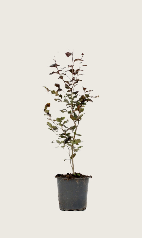 Blodbok 130-160cm