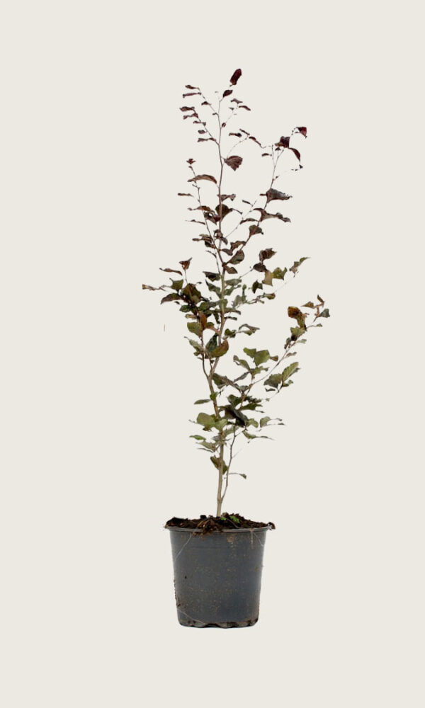Blodbok 160-190cm