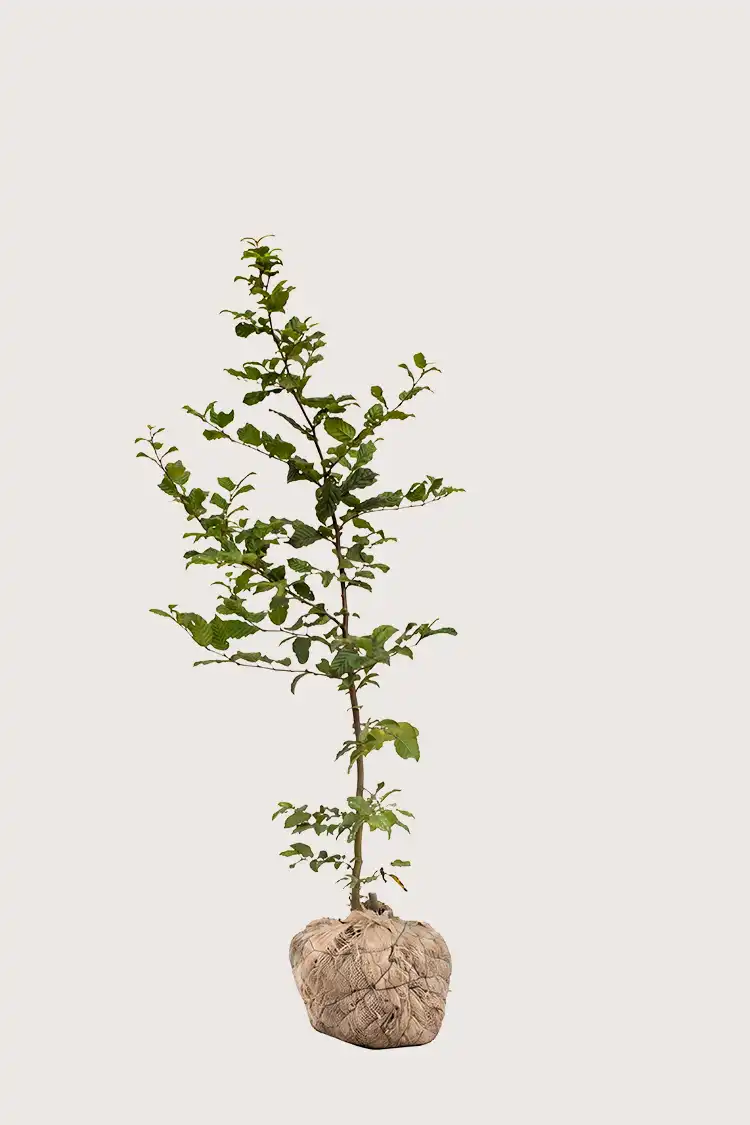 Avenbok häck Budgetpack med rotklump 120-160cm - Ger omedelbar insynsskydd