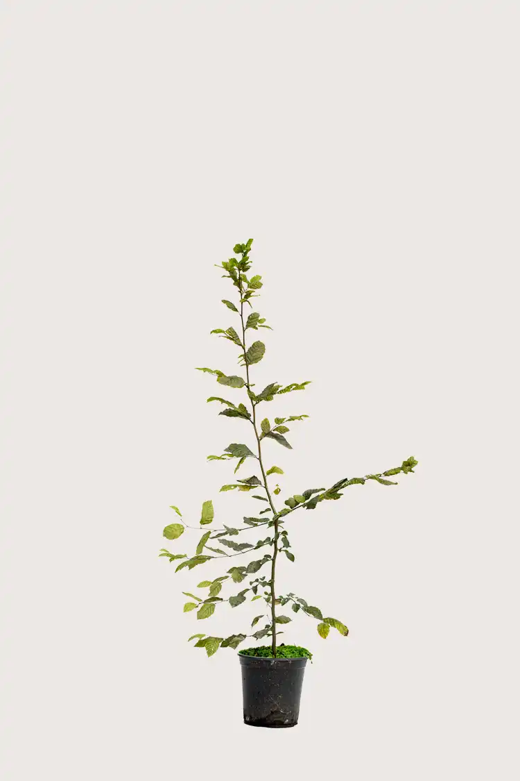 Avenbok häck Grenad i kruka 80-120cm - Ger omedelbar insynsskydd