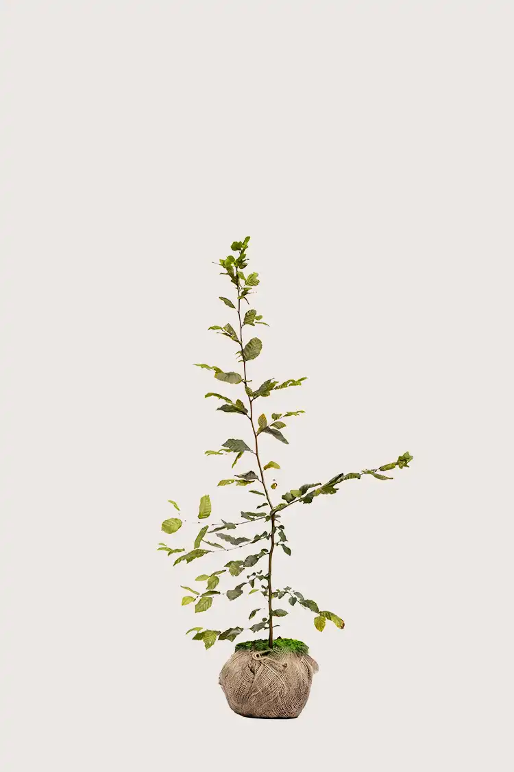 Avenbok häck Budgetpack med rotklump 80-120cm - Ger omedelbar insynsskydd