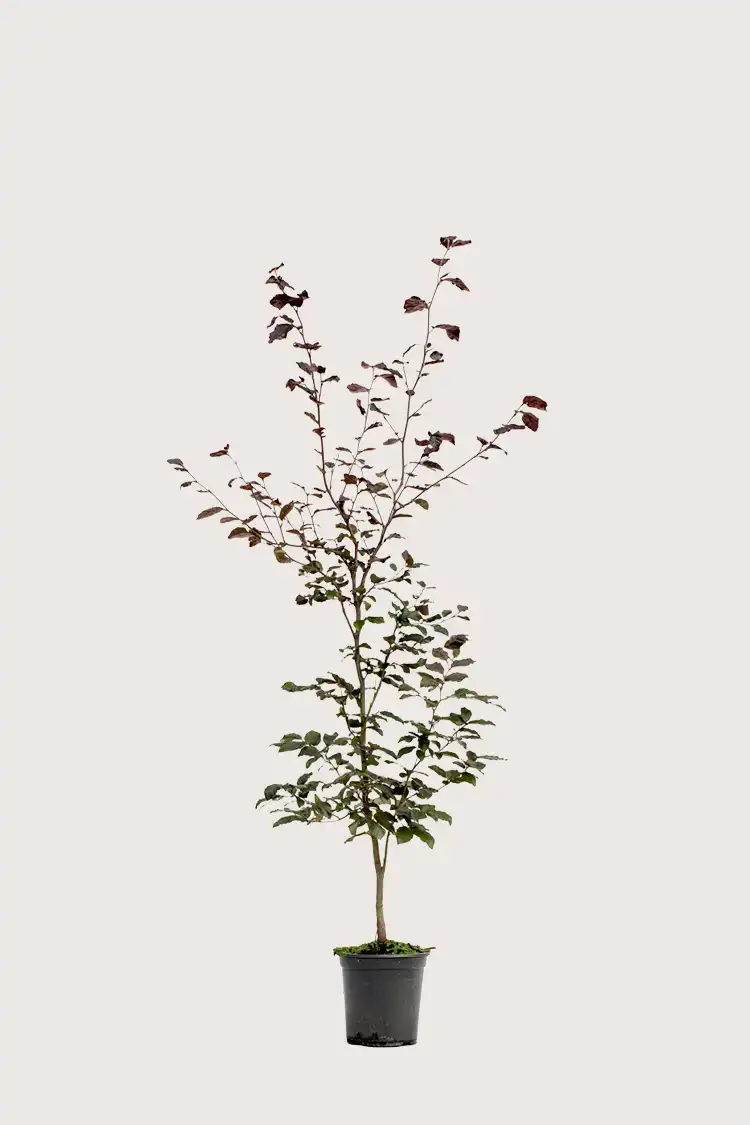 Blodbok häck Grenad i kruka 120-160cm - Ger omedelbar insynsskydd