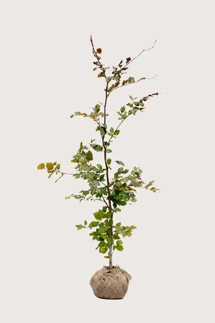 Blodbok häck Budgetpack med rotklump 160-200cm - Ger omedelbar insynsskydd