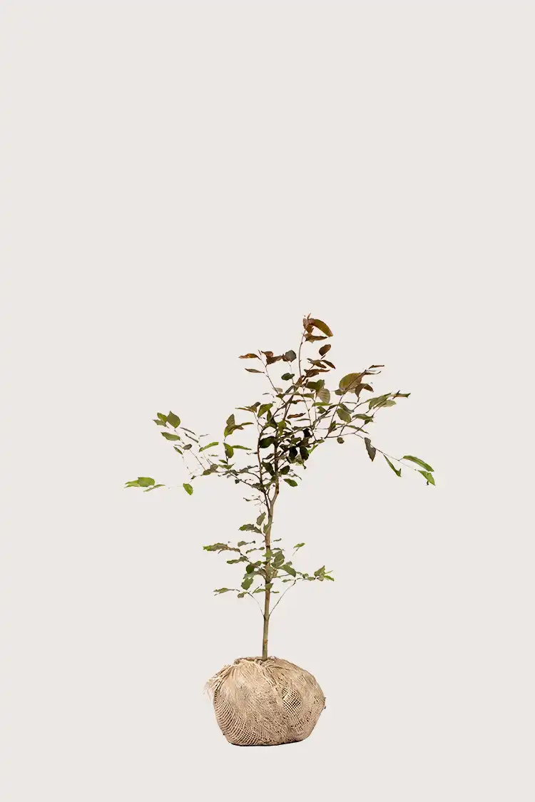 Blodbok häck Budgetpack med rotklump 40-80cm - Ger omedelbar insynsskydd