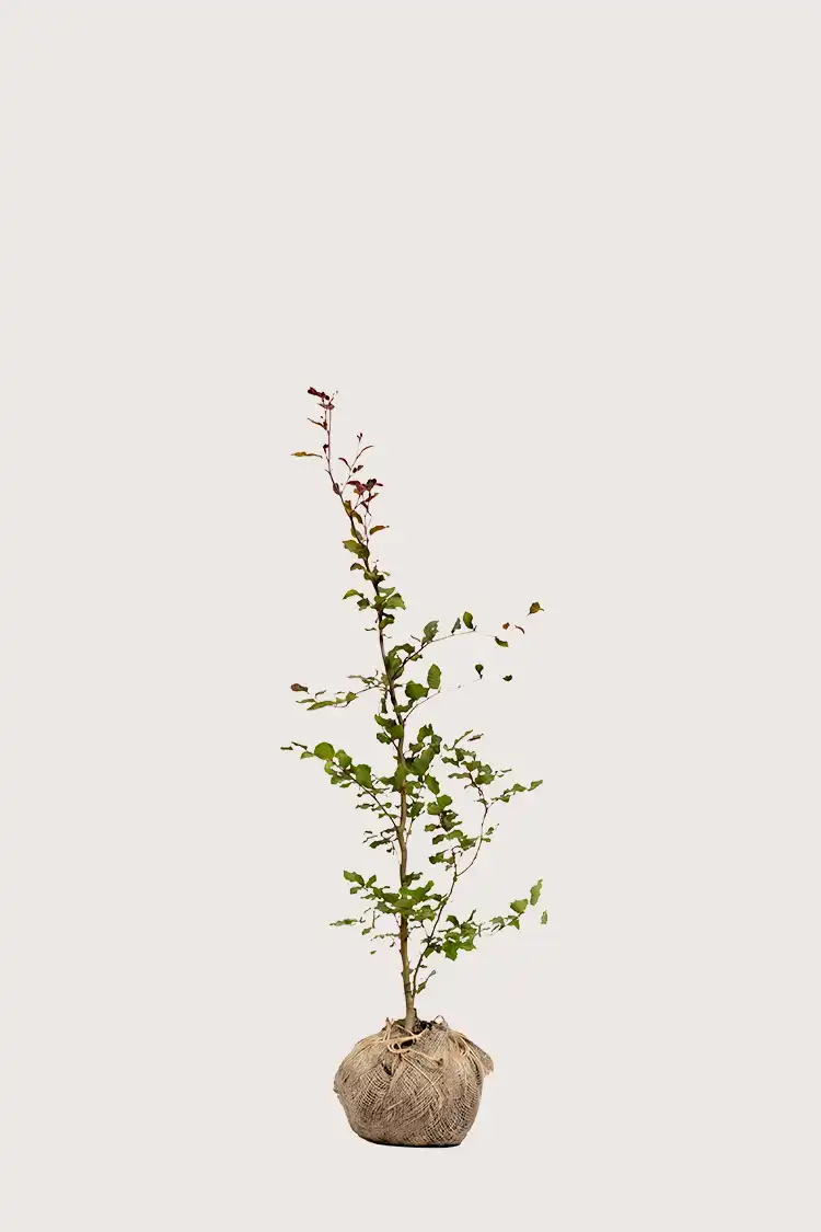 Blodbok häck Budgetpack med rotklump 80-120cm - Ger omedelbar insynsskydd