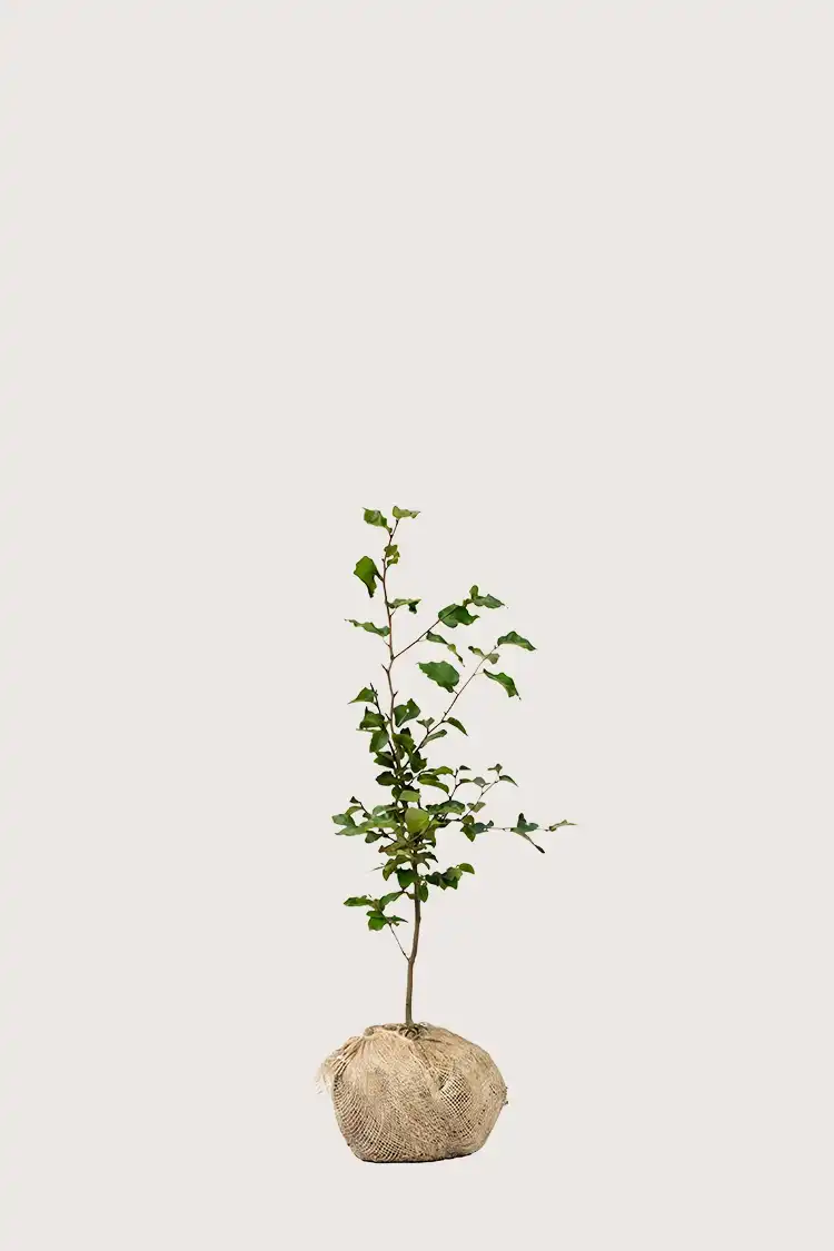 Vanlig Bok häck Budgetpack med rotklump 40-80cm - Ger omedelbar insynsskydd